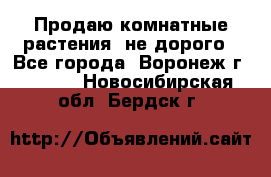 Продаю комнатные растения  не дорого - Все города, Воронеж г.  »    . Новосибирская обл.,Бердск г.